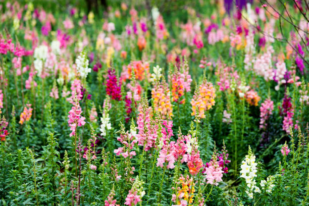 Snapdragons