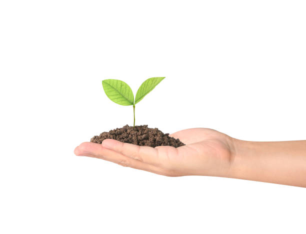 istock Concept of growing from plant in  hand 841755538