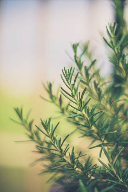 istock Homegrown fresh rosemary in warm natural light 841756132