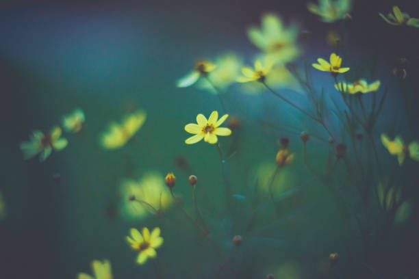 Moody nature image of beautiful coreopsis flowers at dusk