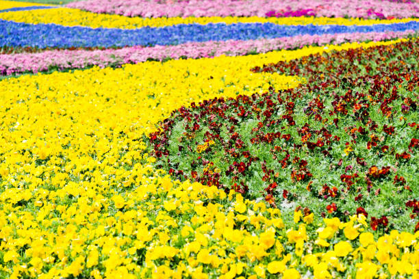 istock Colorful flowers pansy 841761564