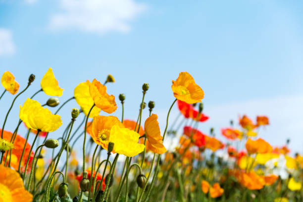 istock Field of corn poppy flowers 841761574