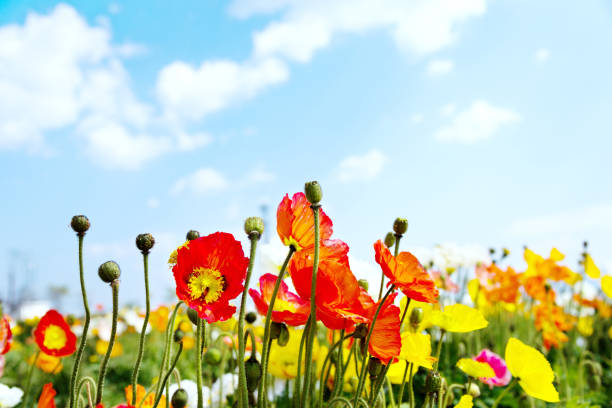 istock Field of corn poppy flowers 841761594