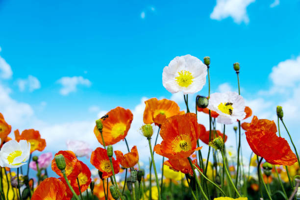 istock Field of corn poppy flowers 841761596
