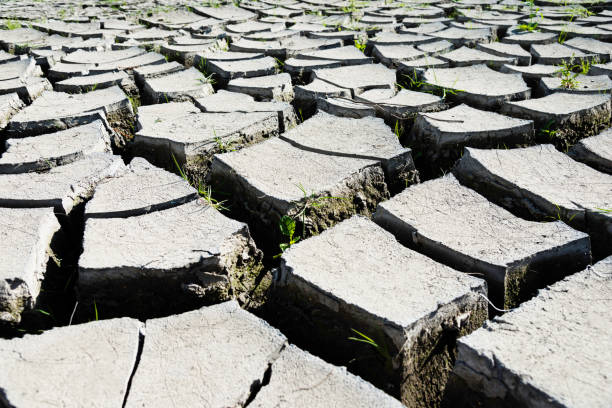 istock Dry field and small green plant 841761708