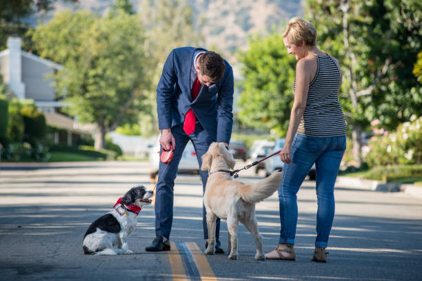 Living with Pets - Businessman and the Morning Dog Routine Hip millennial businessman dressed in his suit tries to get his dog to poop before going to work but the dog is disobeying him and looking away. He meets his neighbor in the middle of the street and stops to pet her golden retriever. pet leash photos stock pictures, royalty-free photos & images