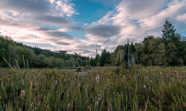 istock Along The McLane Nature Trail 841765234