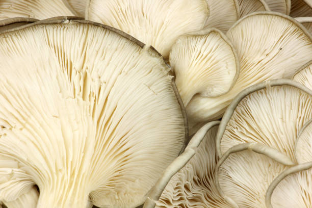 istock colored Oyster mushroom Isolated  Background 841766122