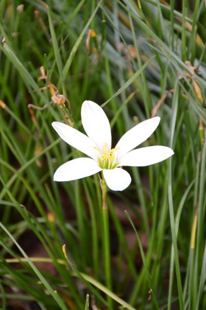 istock white Zephyranthes minuta flower 841768848