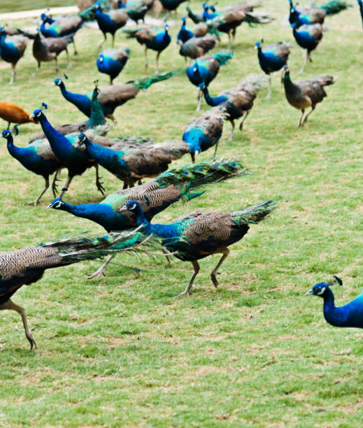 istock Group of peacocks walking on the lawn 841773640