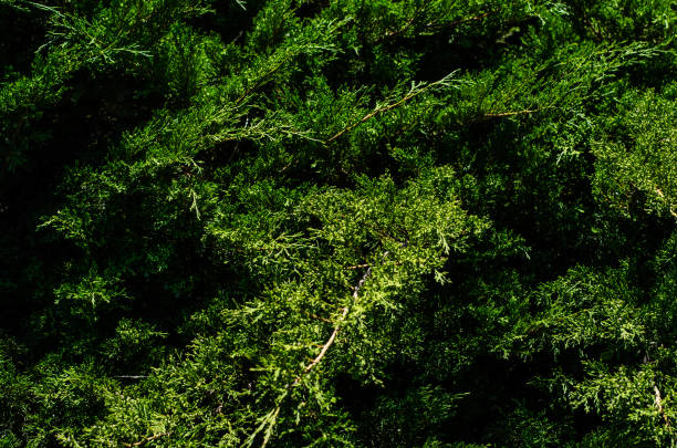 istock Thuja bushes in a city park 841776002