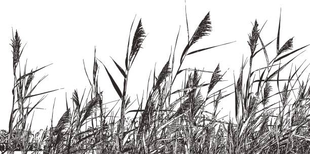 ilustraciones, imágenes clip art, dibujos animados e iconos de stock de hierba de pantano phragmites australis. caña común. - carrizo común