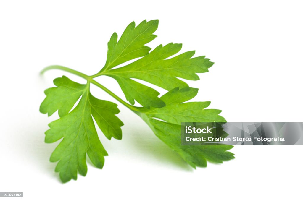 Leaf of parsley A leaf of parsley isolated on white background Parsley Stock Photo