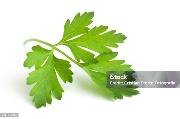Leaf Of Parsley Stock Photo - Download Image Now - Parsley, White Background, Food