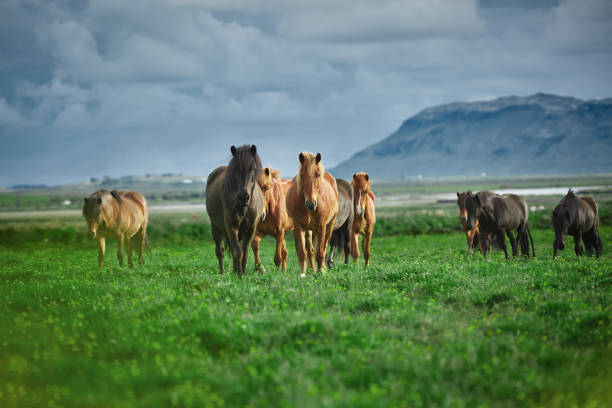 istock herd of horses in a field 841779836