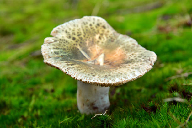 an edible russula virescens mushroom in the forest