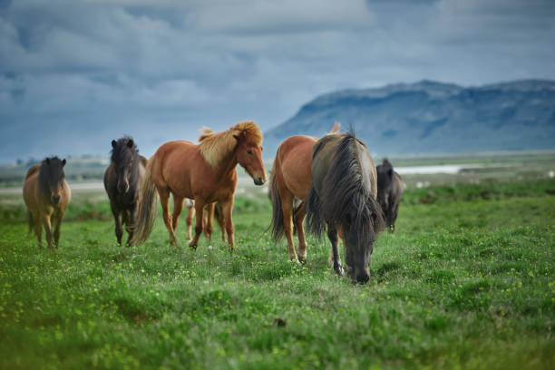 istock herd of horses in a field 841779954