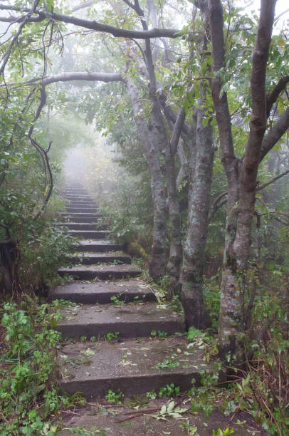 istock Road in forest with fog. Trees in fog. 841780538