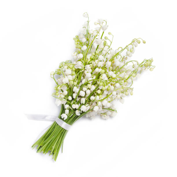 istock Lilies of the valley on white background 841784274