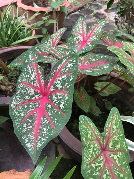 Caladium or Elephant ear or Angel wings.