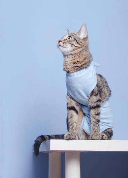 istock Postoperative bandage on a cat. Care of a pet after castration, sterilization 841784360
