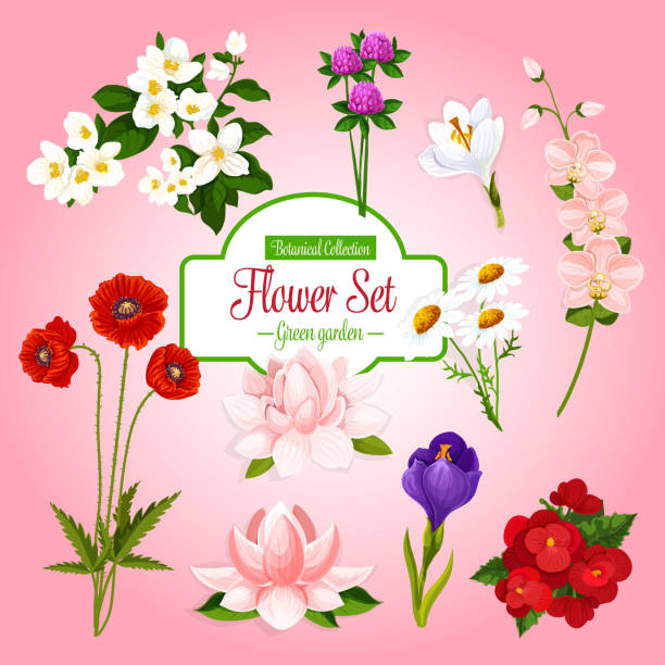 vektor-plakat von frühlingsblumen garten set - begonia stock-grafiken, -clipart, -cartoons und -symbole