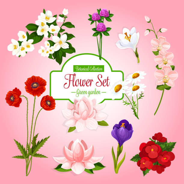 ilustraciones, imágenes clip art, dibujos animados e iconos de stock de set de carteles vectoriales de flores del jardín de primavera - begonia