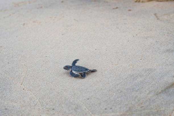 baby sea turtle in con son island - con trail imagens e fotografias de stock