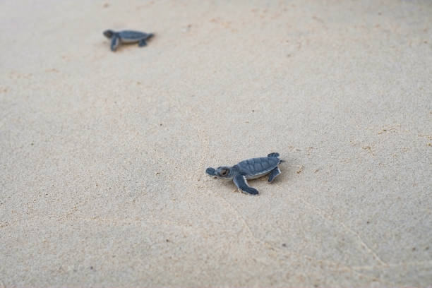 baby sea turtle in con son island - con trail imagens e fotografias de stock