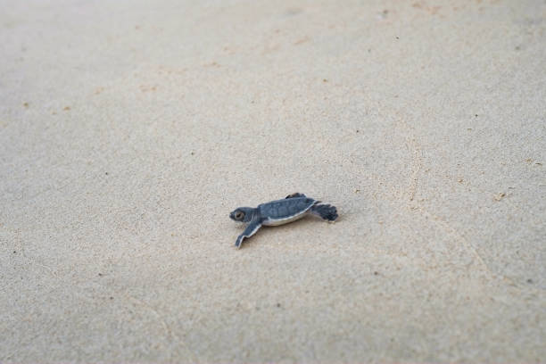 istock Baby sea turtle in Con Son island 841791872