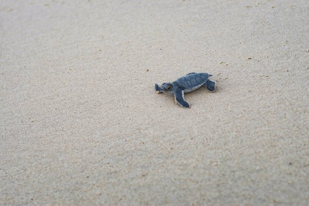 istock Baby sea turtle in Con Son island 841791908