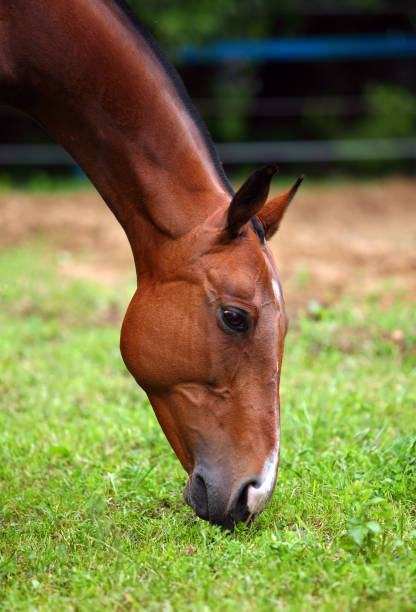 istock Closeup of polo pony's face 841792436