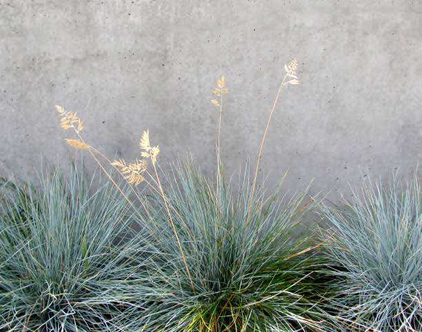 decorative grass blue fescue, tufts of grass, against concrete wall - fescue imagens e fotografias de stock
