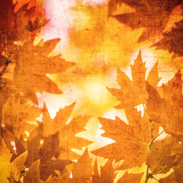 istock grunge background with autumn leaves 841795802