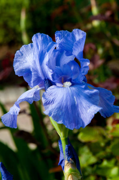 istock Blue flower irises- nature spring sunny background. Soft focus with bokeh 841799186