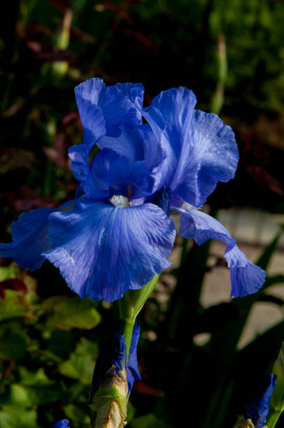 istock Blue flower irises- nature spring sunny background. Soft focus with bokeh 841799210