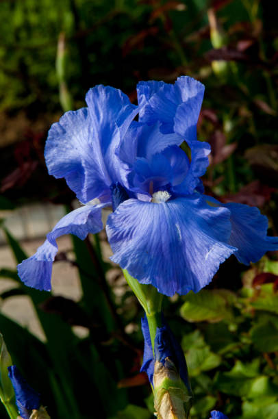 istock Blue flower irises- nature spring sunny background. Soft focus with bokeh 841799216
