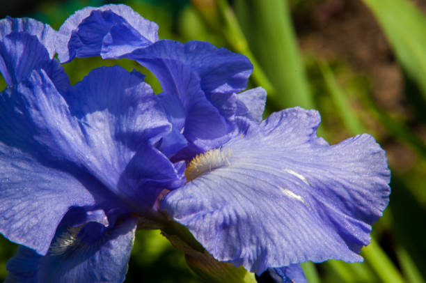 istock Blue flower irises- nature spring sunny background. Soft focus with bokeh 841799248