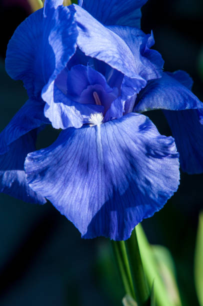 istock Blue flower irises- nature spring sunny background. Soft focus with bokeh 841799296