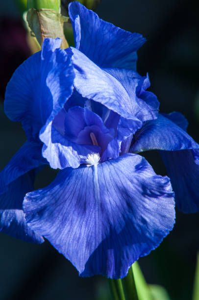 istock Blue flower irises- nature spring sunny background. Soft focus with bokeh 841799302
