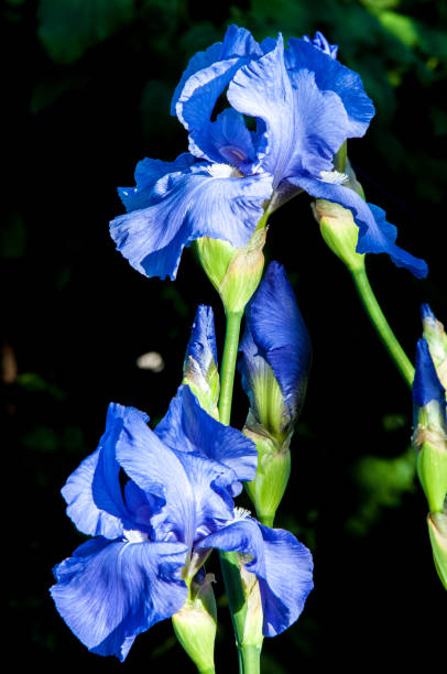 istock Blue flower irises- nature spring sunny background. Soft focus with bokeh 841799308