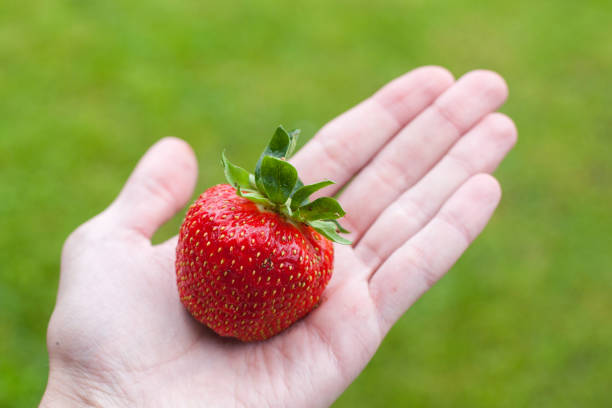 istock ripe red freshly picked strawberry 841799316
