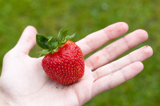 istock ripe red freshly picked strawberry 841799426