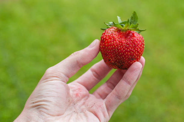 istock ripe red freshly picked strawberry 841799438