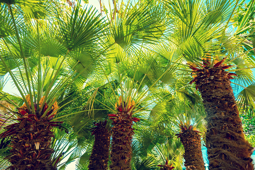 The row of Chamaerops humilis palm trees. Tropical landscape.