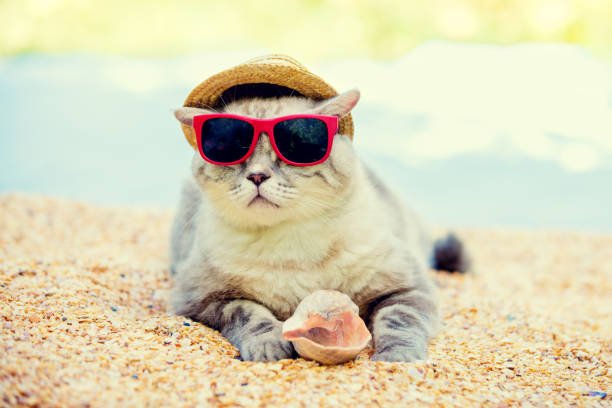 istock Cat wearing sunglasses and sun hat relaxing on the beach 841799782