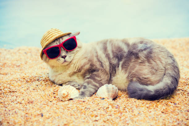 istock Cat wearing sunglasses and sun hat relaxing on the beach 841799818