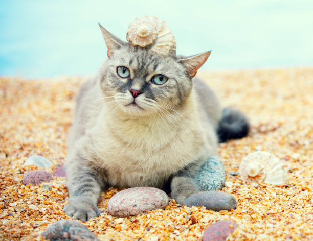 istock Cat with a seashell on the head resting on the beach 841799934