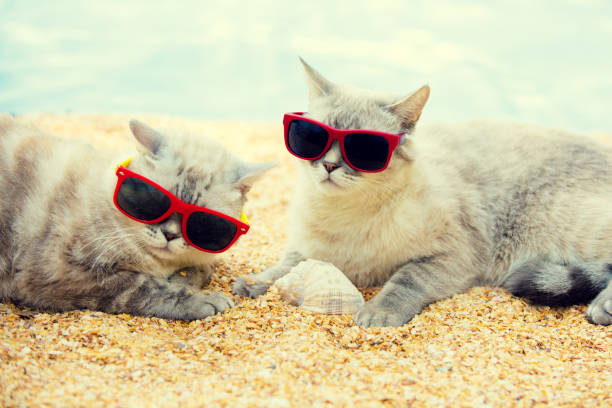 istock Two cats wearing sunglasses relaxing on the beach 841800030