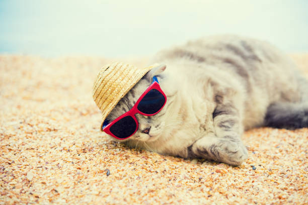 istock Cat wearing sunglasses and sun hat relaxing on the beach 841802478